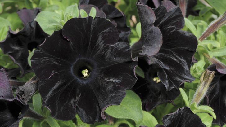Петуния аристократ чёрного цвета Black Velvet.
