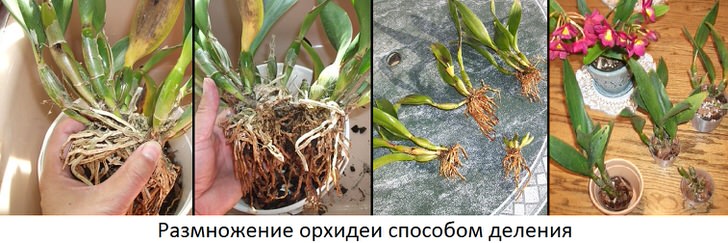Основные способы размножения орхидей в домашних условиях