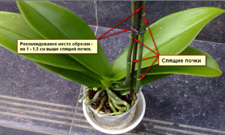 Фаленопсис орхидея